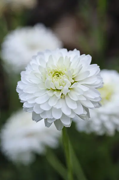 476030 - Roman chamomile (Chamaemelum nobile 'Plena' syn. Anthemis nobilis)