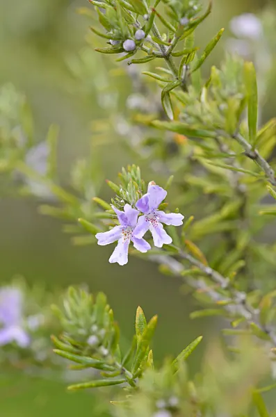 535163 - Romarin d'Australie (Westringia fruticosa)