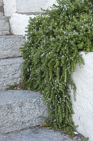 625353 - Romarin officinal (Rosmarinus officinalis 'Prostratus')