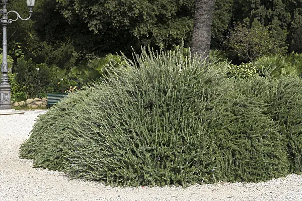 625355 - Romarin officinal (Rosmarinus officinalis 'Prostratus')