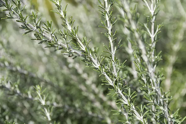 625356 - Romarin officinal (Rosmarinus officinalis 'Prostratus')