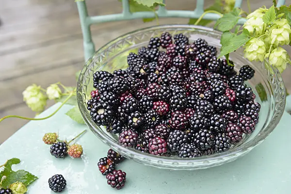 545057 - Ronces communes (Rubus fruticosus)