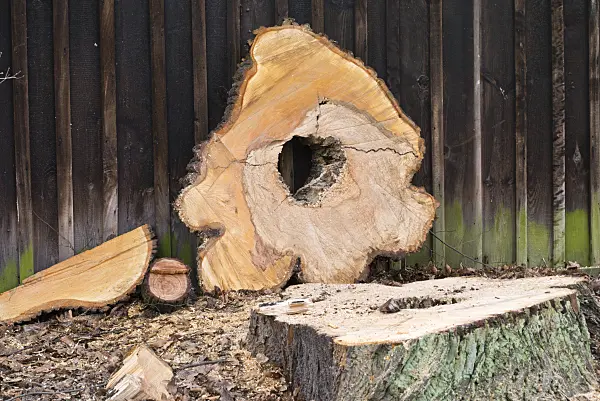 554068 - Rondelle de bois avec pourriture de cœur
