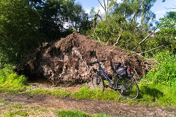671025 - Root plate of fallen trees with a bicycle in front of it
