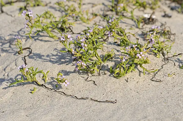 547012 - Roquette de mer (Cakile maritima)