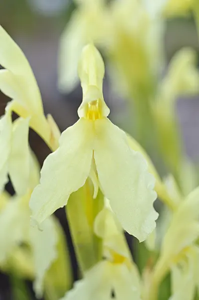 472294 - Roscoea cautleoides
