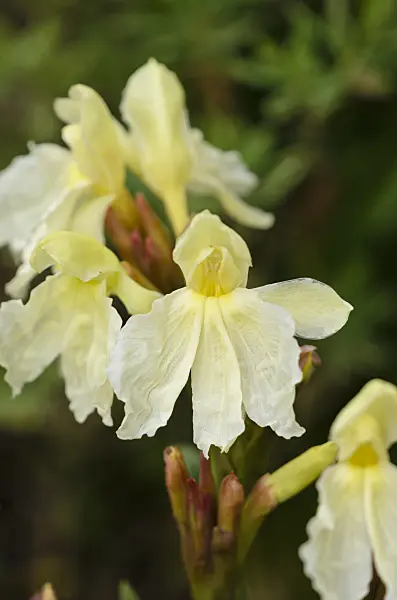 533433 - Roscoea cautleoides 'Jeffrey Thomas'