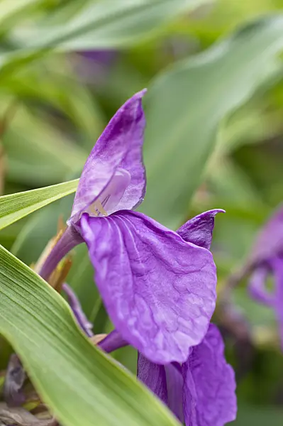 511243 - Roscoea purpurea