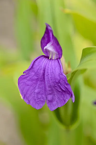 536065 - Roscoea purpurea