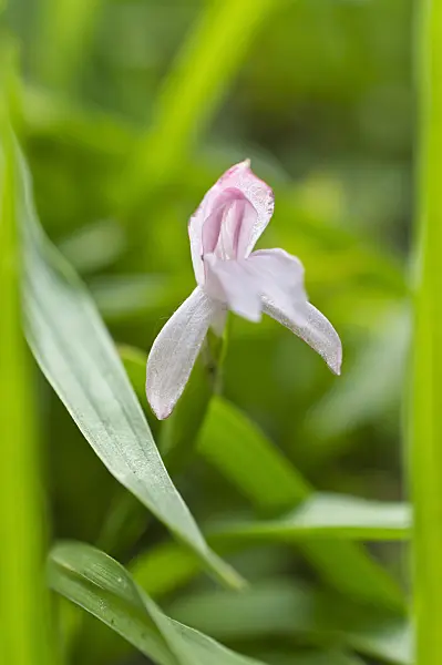 510185 - Roscoea scillifolia