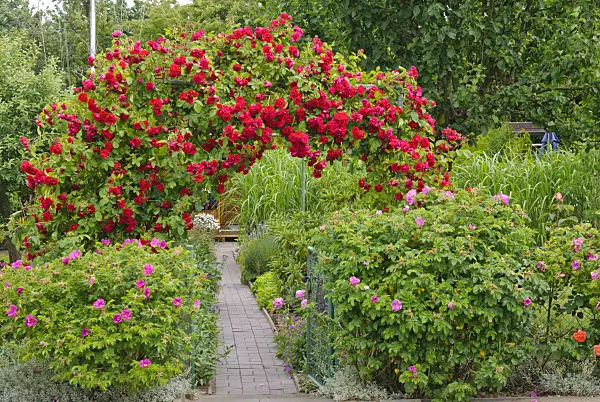 500189 - Rose arch