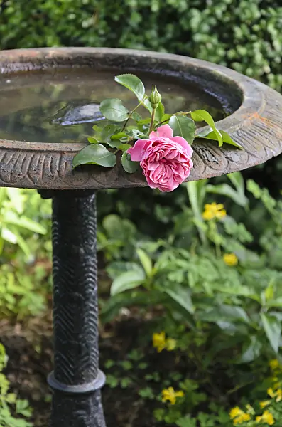 570094 - Rose dans une fontaine