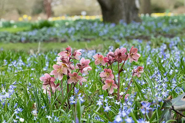 675078 - Rose de carême (Helleborus orientalis)