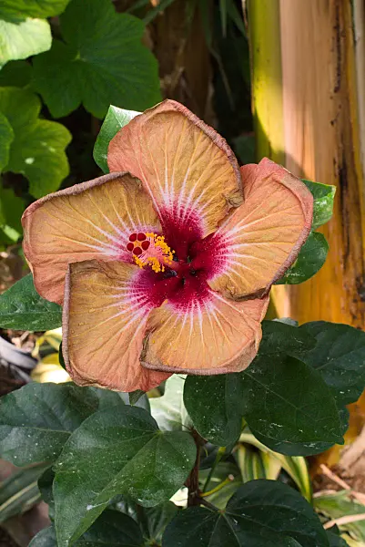 672079 - Rose de Chine (Hibiscus rosa-sinensis 'Creme de Cacao')