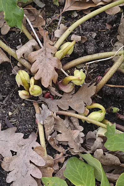 469001 - Rose de Noël (Helleborus niger)