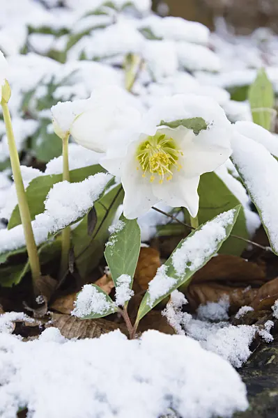 517038 - Rose de Noël (Helleborus niger)