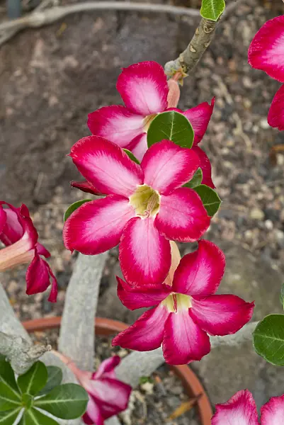 608103 - Rose du désert (Adenium obesum)