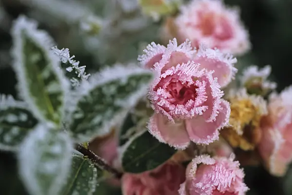 432072 - Rose flower with hoar frost