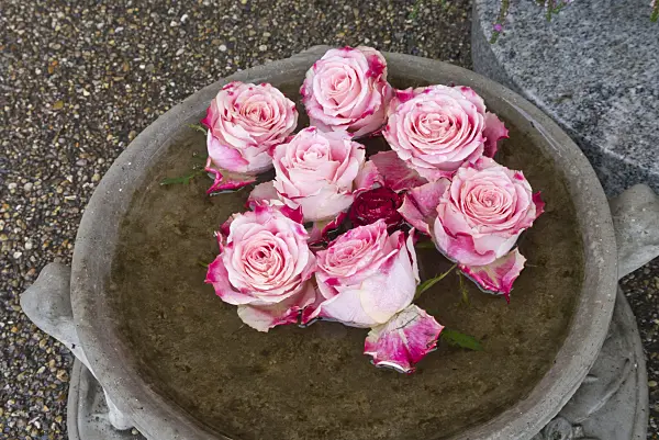 562016 - Rose flowers in water bowl