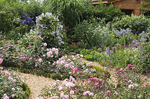 474150 - Rose garden