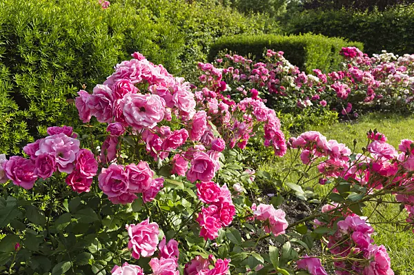 509121 - Rose garden