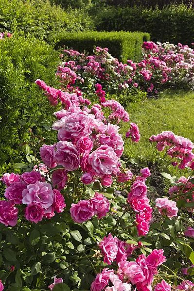 509122 - Rose garden
