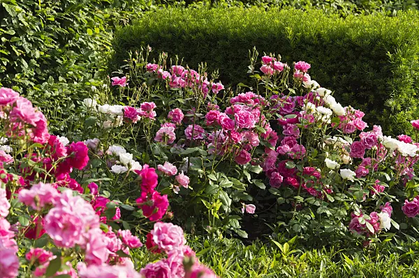 509123 - Rose garden
