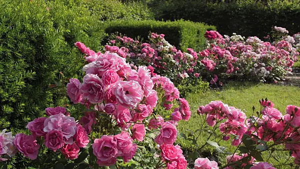 509129 - Rose garden