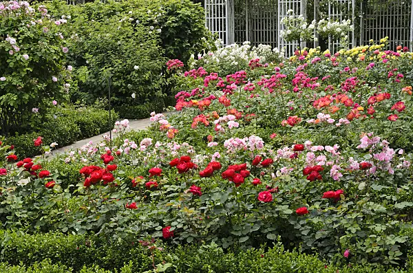 521379 - Rose garden