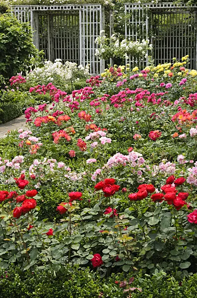 521380 - Rose garden
