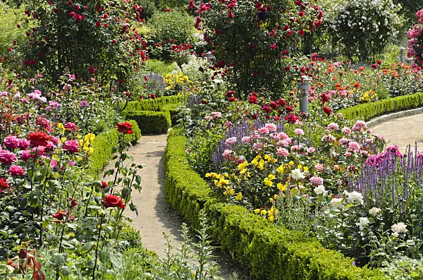 497216 - Rose garden with box hedges