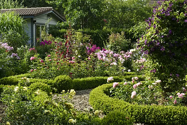558011 - Rose garden with box hedges