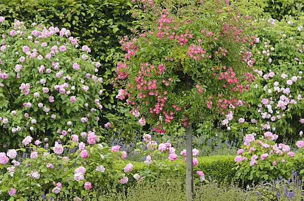 521252 - Rose garden with half standard rose