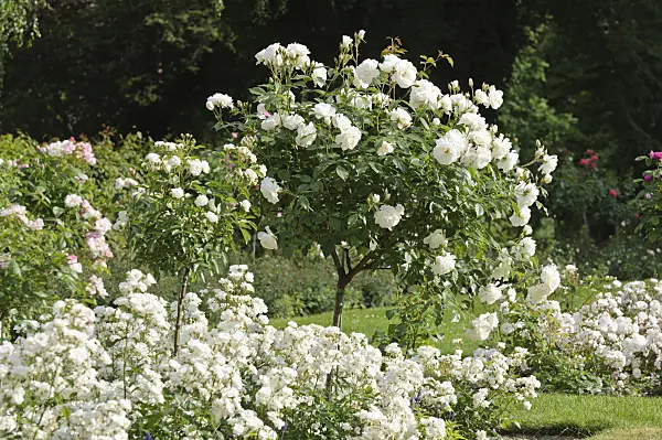 485116 - Rose garden with white roses