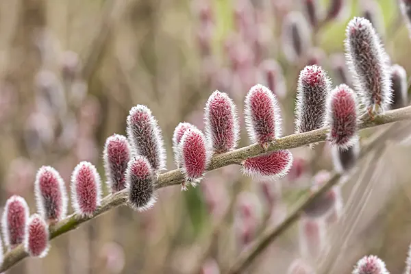 616343 - Rose-gold pussy willow (Salix gracilistyla 'Mount Aso')