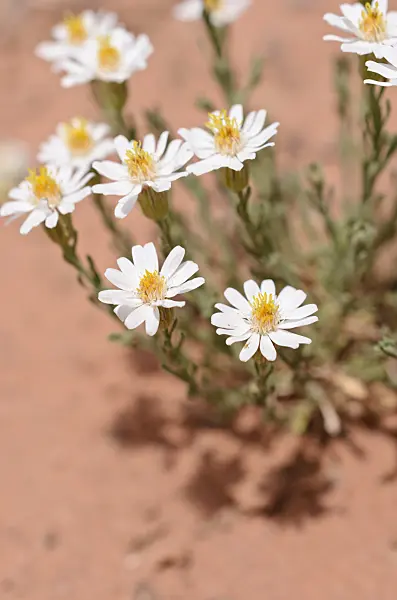 508293 - Rose heath (Chaetopappa ericoides)