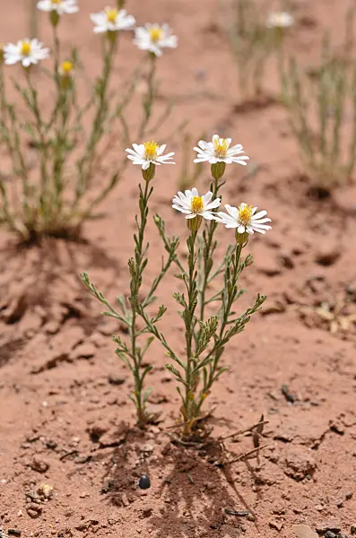 508294 - Rose heath (Chaetopappa ericoides)