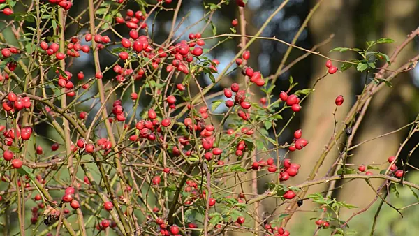 501201 - Rose hips