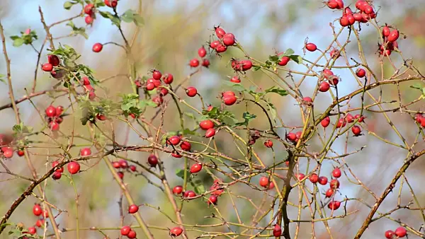 501202 - Rose hips