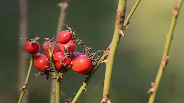 501203 - Rose hips