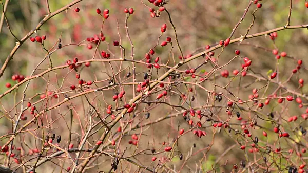 501204 - Rose hips
