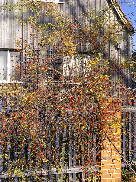 478069 - Rose hips at a wooden fence