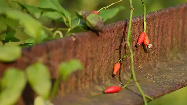 501207 - Rose hips on rusty iron girder