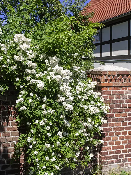 485160 - Rose in front of a half-timbered house