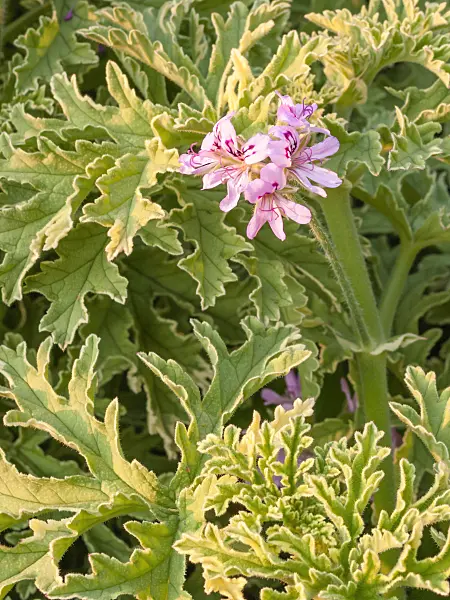 416022 - Rose pelargonium (Pelargonium x graveolens 'Lady Plymouth')
