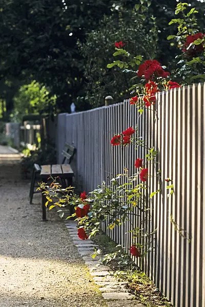 392055 - Rose (Rosa)