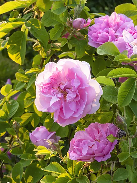402007 - Rose (Rosa)