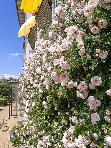 426185 - Rose (Rosa)