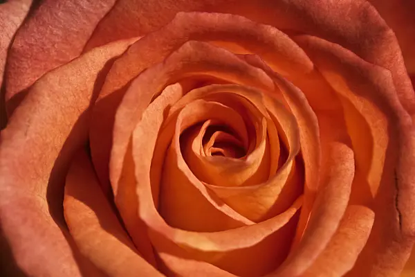 430244 - Rose (Rosa)