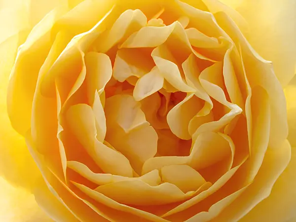 438249 - Rose (Rosa)